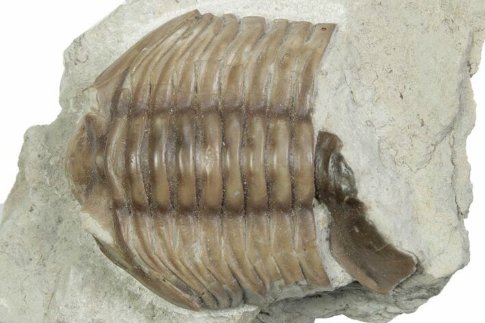 Bargain, Fossil Asaphus Expansus Trilobite - Russia #363178